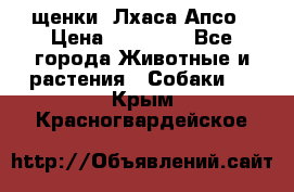 щенки  Лхаса Апсо › Цена ­ 20 000 - Все города Животные и растения » Собаки   . Крым,Красногвардейское